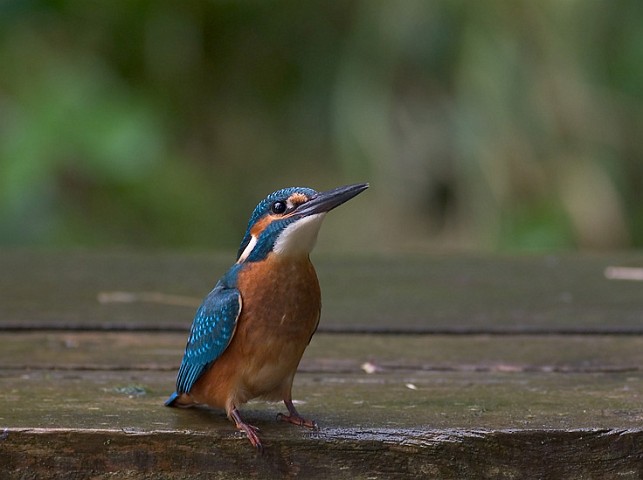 Eisvogel