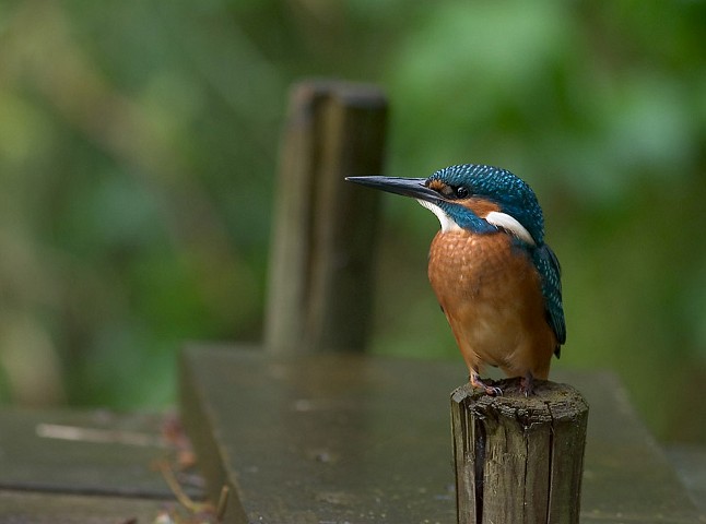 Eisvogel