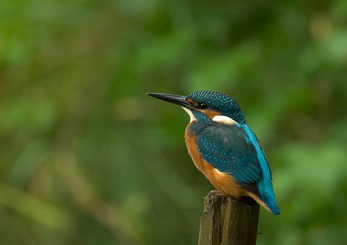 Eisvogel