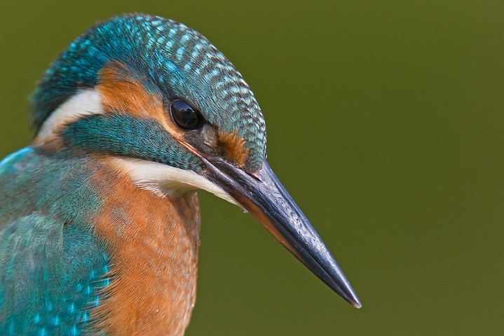 Eisvogel Alcedo atthis Common Kingfisher