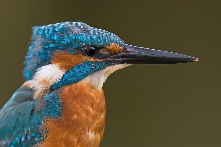 Eisvogel Alcedo atthis Common Kingfisher