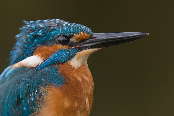 Eisvogel Alcedo atthis Common Kingfisher