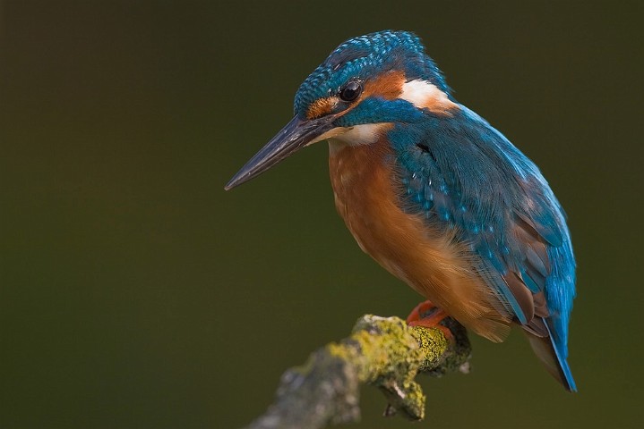 Eisvogel Alcedo atthis Common Kingfisher