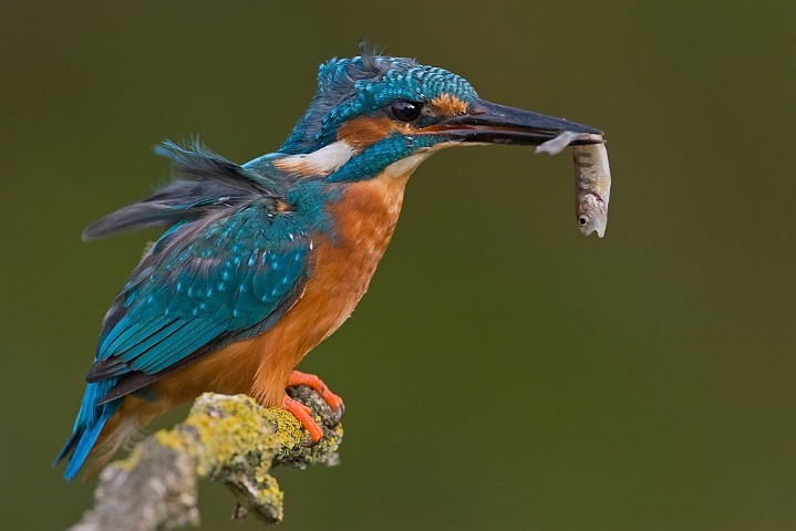 Eisvogel Alcedo atthis Common Kingfisher