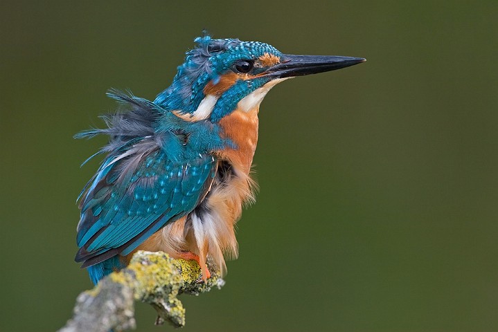 Eisvogel Alcedo atthis Common Kingfisher