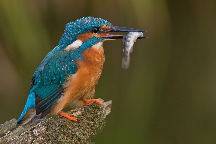 Eisvogel Alcedo atthis Common Kingfisher