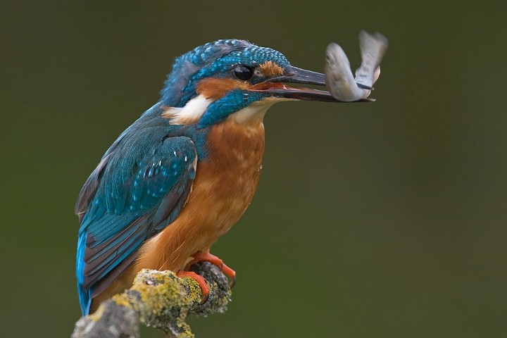 Eisvogel Alcedo atthis Common Kingfisher