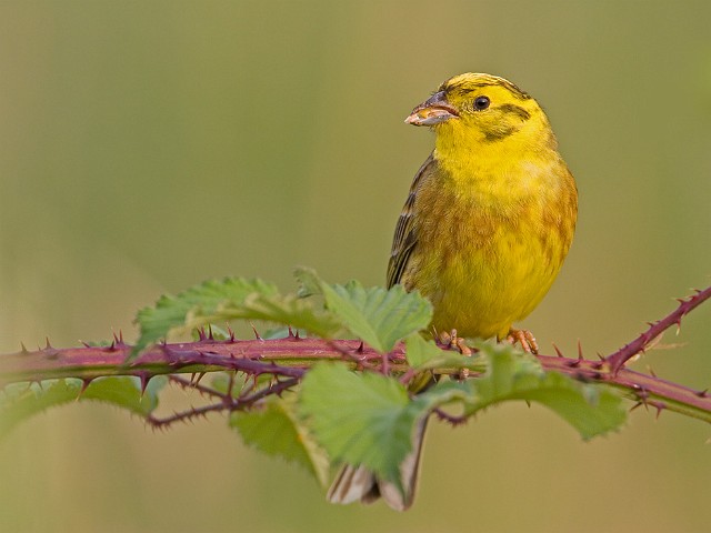 Goldammer Emberiza citrinella Yellowhammer