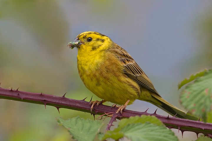 Goldammer Emberiza citrinella Yellowhammer