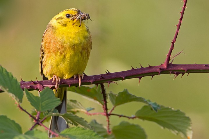 Goldammer Emberiza citrinella Yellowhammer