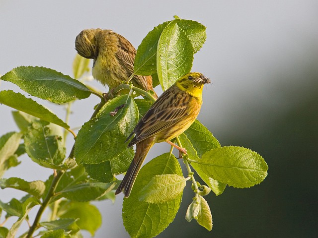 Goldammer Emberiza citrinella Yellowhammer