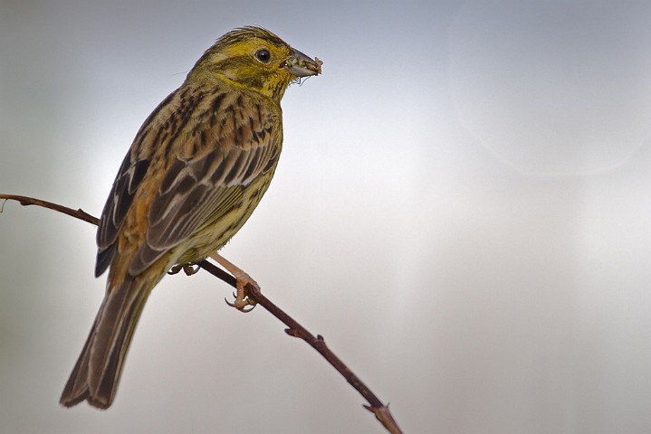 Goldammer Emberiza citrinella Yellowhammer