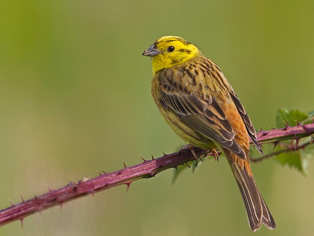 Goldammer Emberiza citrinella Yellowhammer