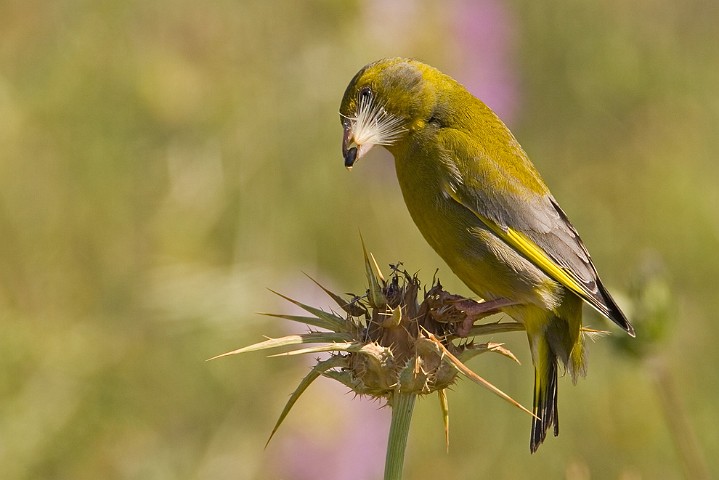 Grnfink Carduelis chloris Greenfinch