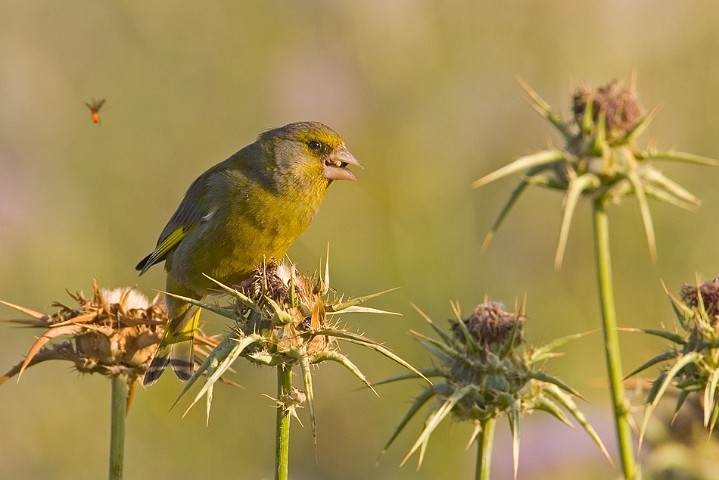 Grnfink Carduelis chloris Greenfinch