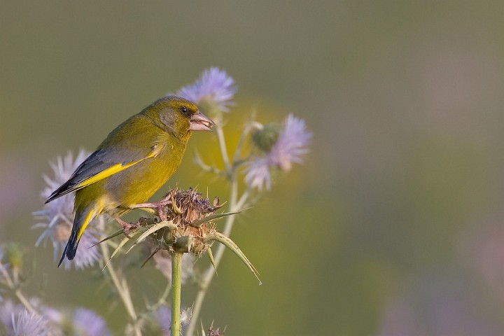 Grnfink Carduelis chloris Greenfinch