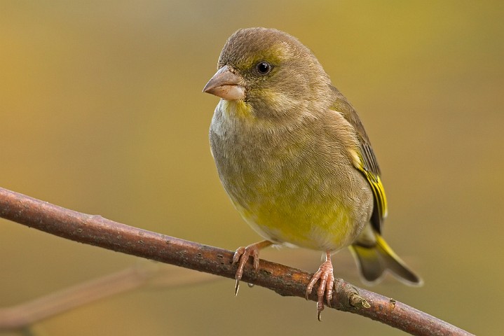 Grnfink Grnling Carduelis chloris Greenfinch