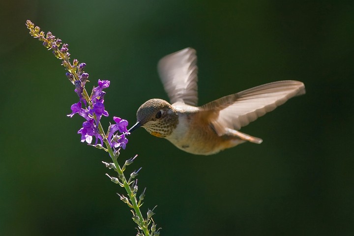 Selasphorus rufus Rufous Hummingbird