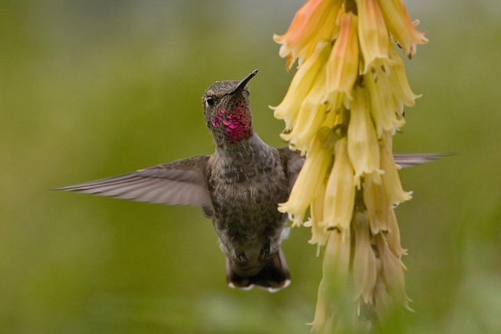 Selasphorus rufus Rufous Hummingbird