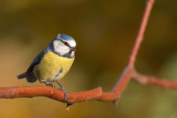 Blaumeise
