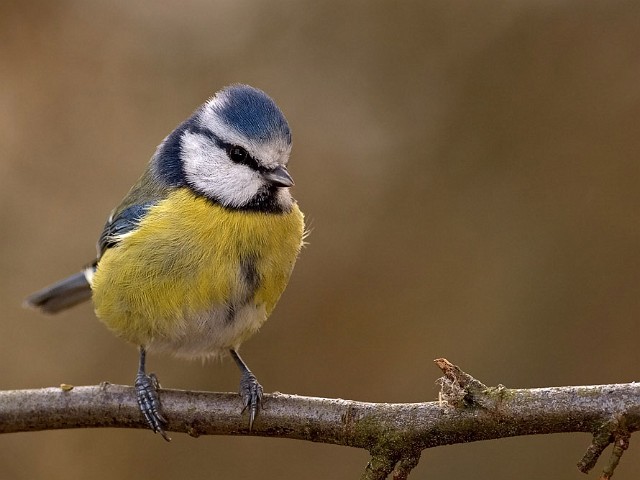 Blaumeise