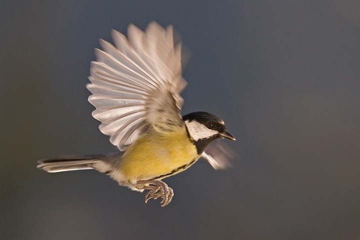 Kohlmeise Parus major