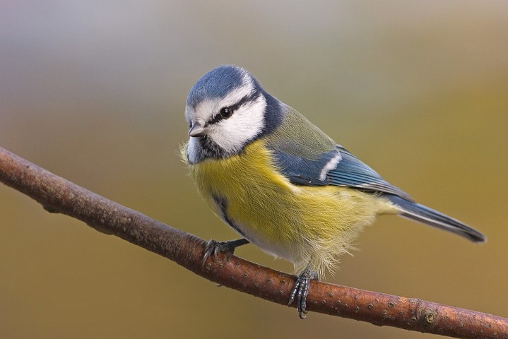 Blaumeise Parus caeruleus Blue Tit 