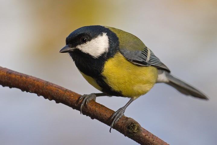 Kohlmeise Parus major Great Tit