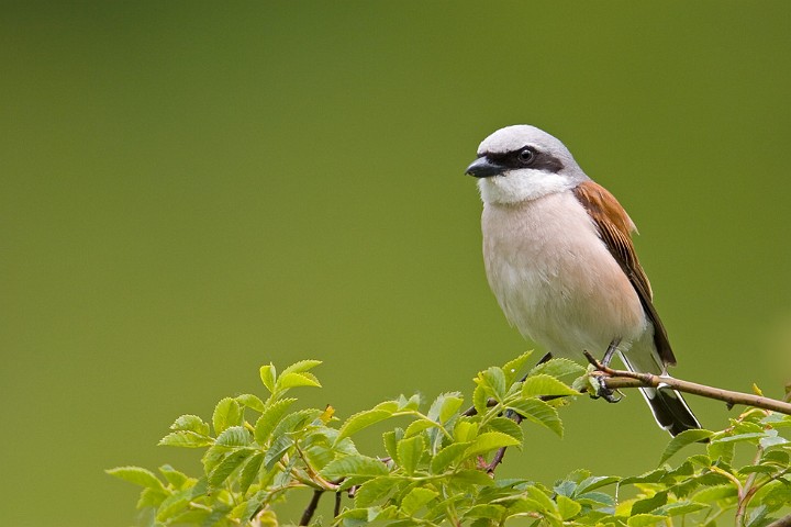 Neuntter Lanius collurio Red-backed Shrike