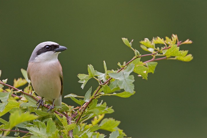 Neuntter Lanius collurio Red-backed Shrike