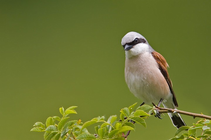 Neuntter Lanius collurio Red-backed Shrike