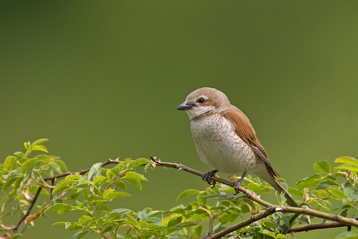 Neuntter Lanius collurio Red-backed Shrike