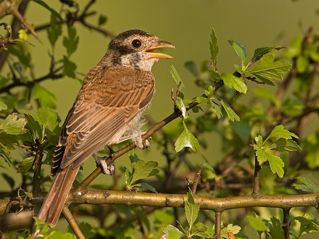 Neuntter Lanius collurio Red-backed Shrike 