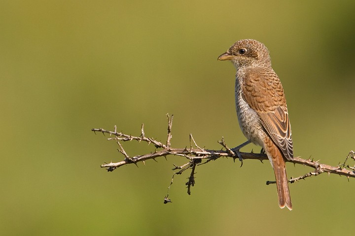 Neuntter Lanius collurio Red-backed Shrike