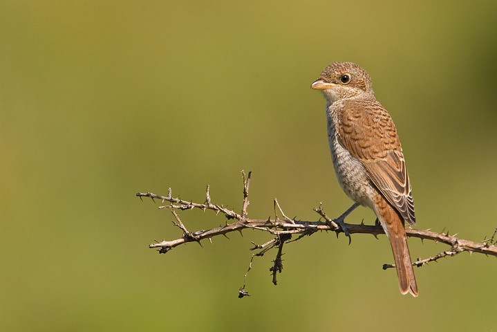 Neuntter Lanius collurio Red-backed Shrike