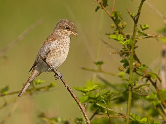 Neuntter Lanius collurio Red-backed Shrike