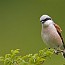 thumbs/IMG_7367.jpg