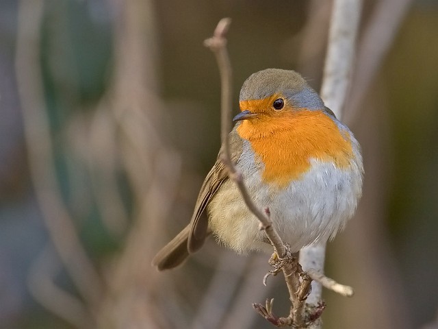 Rotkehlchen