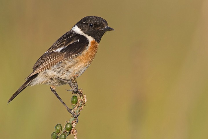 Schwarzkehlchen Saxicola torquata Common Stonechat