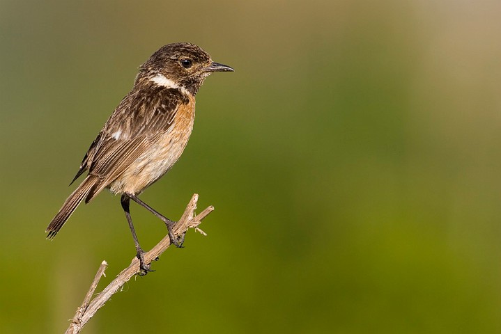 Schwarzkehlchen Saxicola torquata Common Stonechat