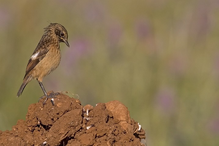 Schwarzkehlchen Saxicola torquata Common Stonechat