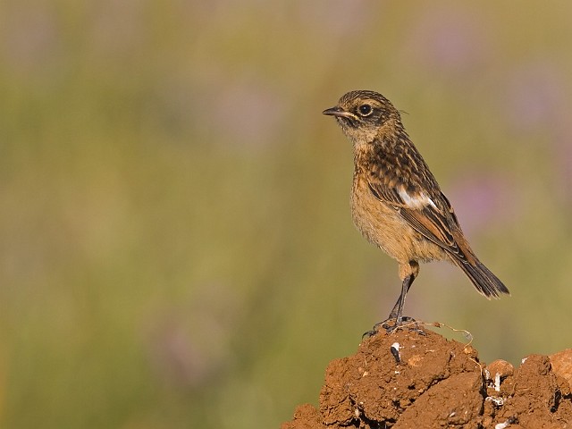 Schwarzkehlchen Saxicola torquata Common Stonechat