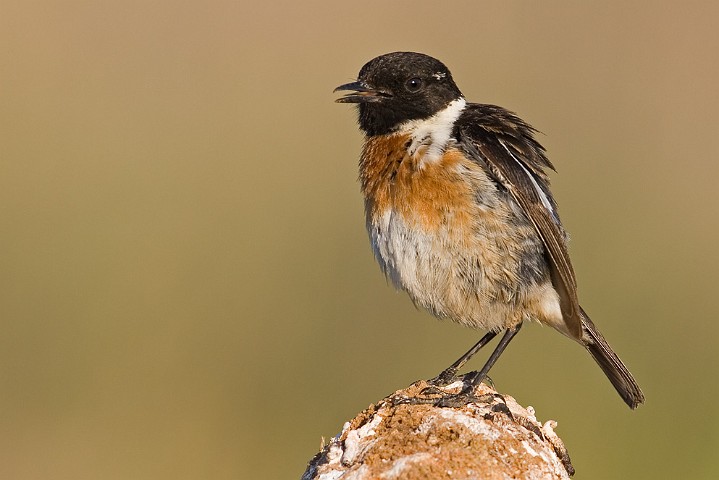 Schwarzkehlchen Saxicola torquata Common Stonechat