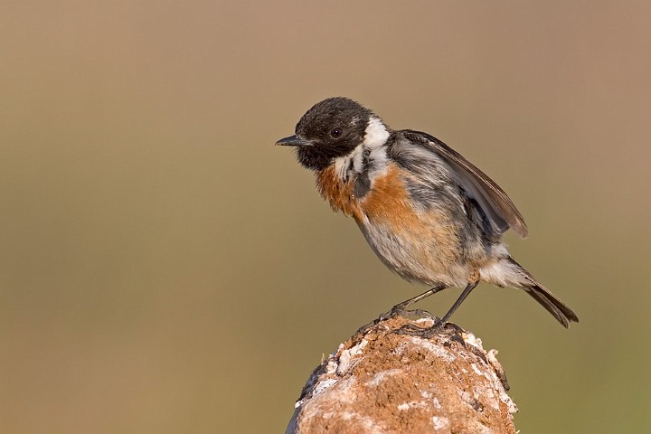 Schwarzkehlchen Saxicola torquata Common Stonechat