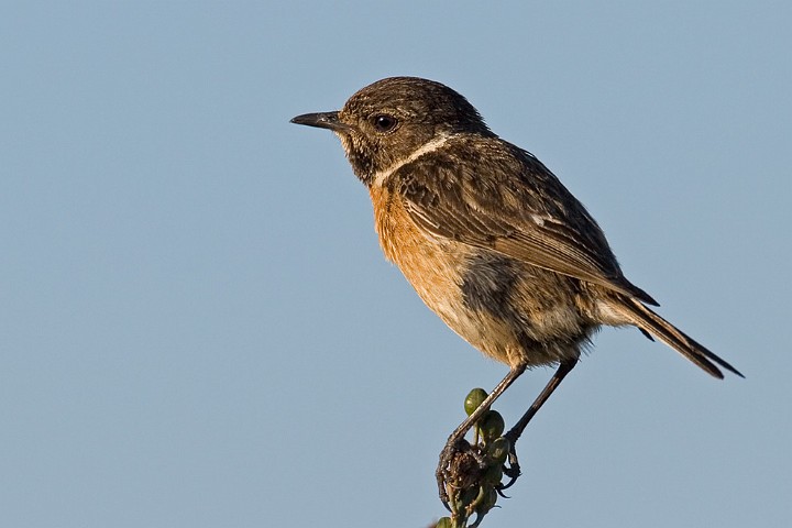 Schwarzkehlchen Saxicola torquata Common Stonechat