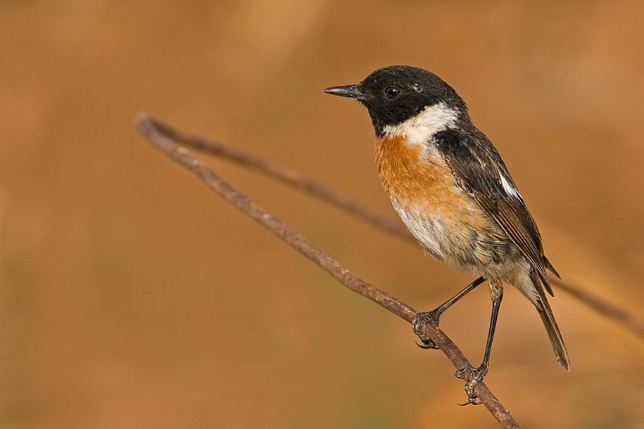 Schwarzkehlchen Saxicola torquata Common Stonechat