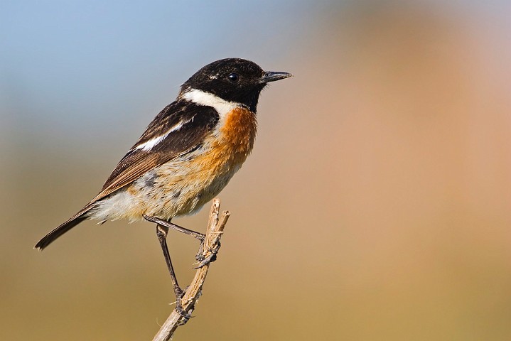 Schwarzkehlchen Saxicola torquata Common Stonechat