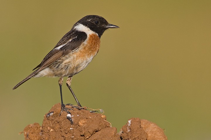 Schwarzkehlchen Saxicola torquata Common Stonechat