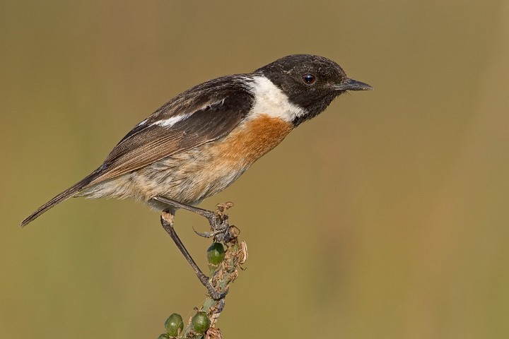 Schwarzkehlchen Saxicola torquata Common Stonechat