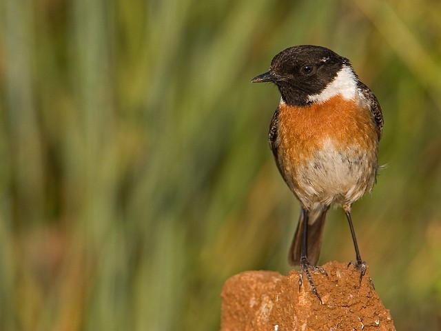 Schwarzkehlchen Saxicola torquata Common Stonechat